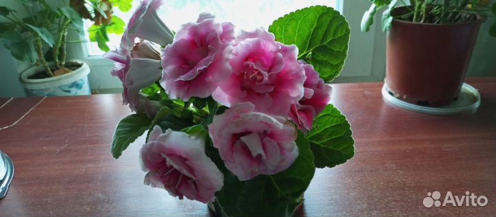 Комнатные цветы