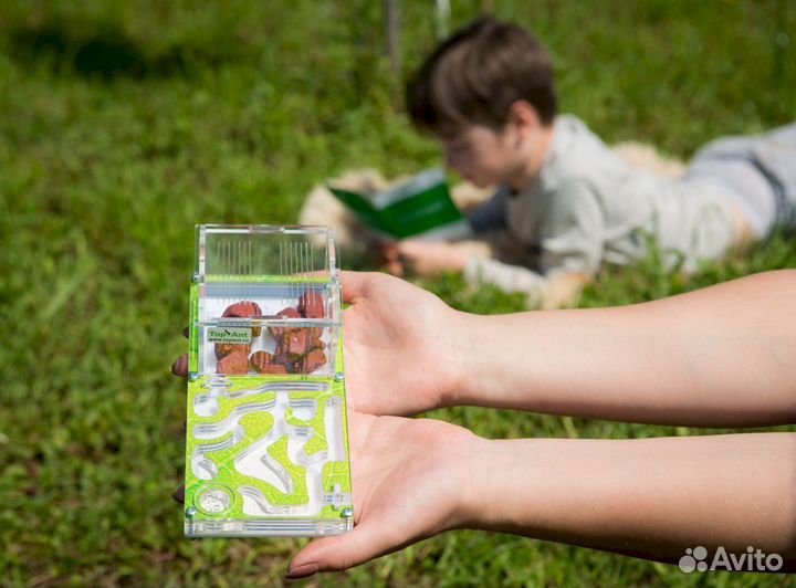 Муравьиная ферма