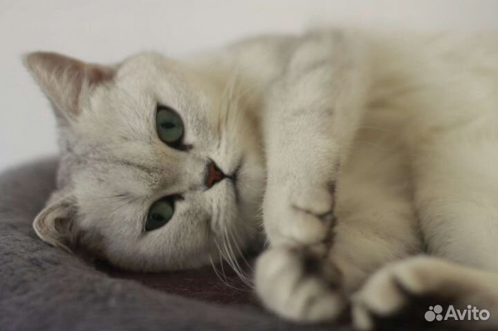 Шотландская кошка