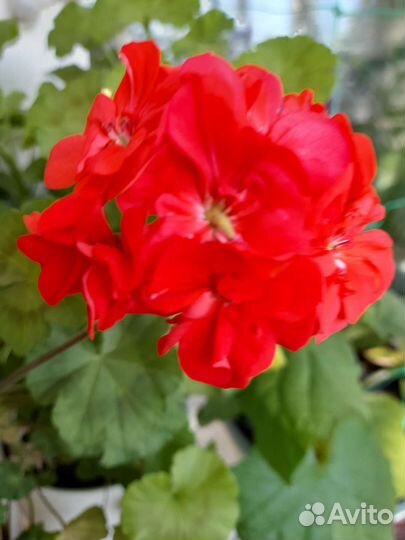 Герань цветущая в горшке