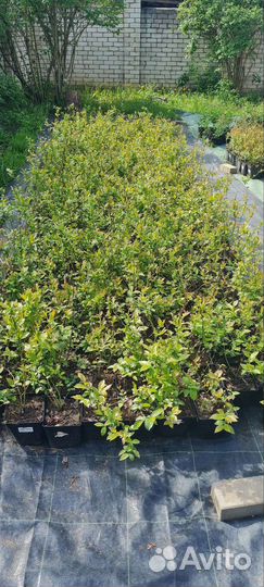 Голубика саженцы