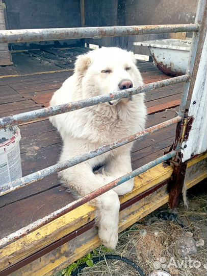 Собака алабай