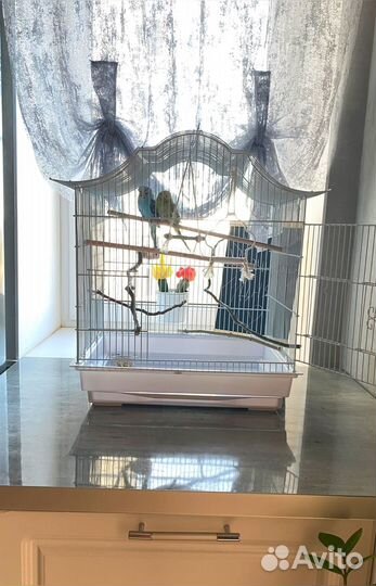 Выставочные волнистые попугаи (ввп)чехи с клеткой