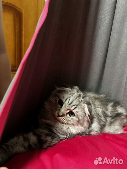 Шотладская кошка вислоухая