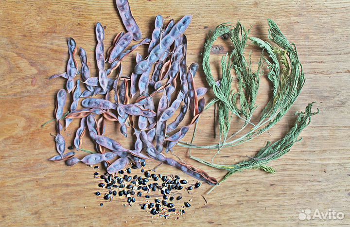 Акация Серебристая, семена