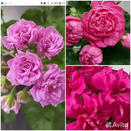 Пеларгонии сортовые много новинок