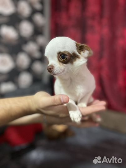 Чихуахуа мини