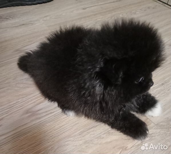 Щенки шпица