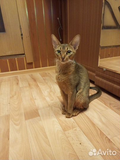 Абиссинские котята