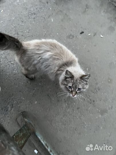 Кошка в добрые руки