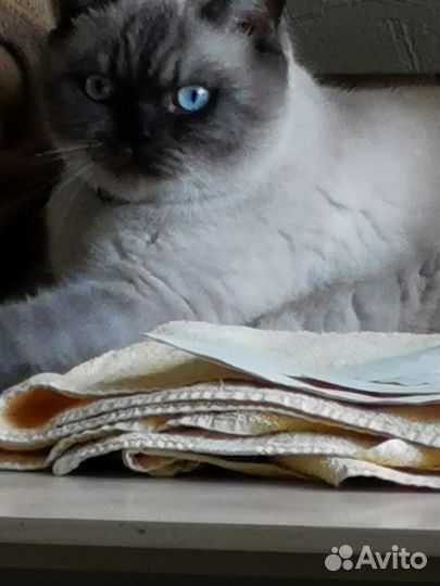 Кот ищет дом