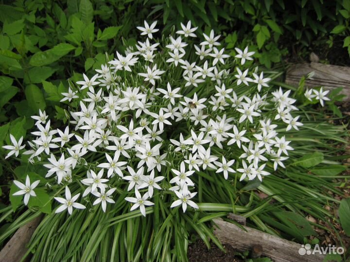 Птицемлечник Вифлеемская звезда