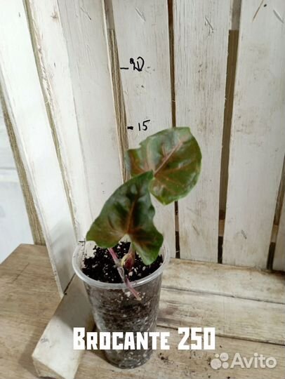 Комнатные цветы растение Сингониум Брокант