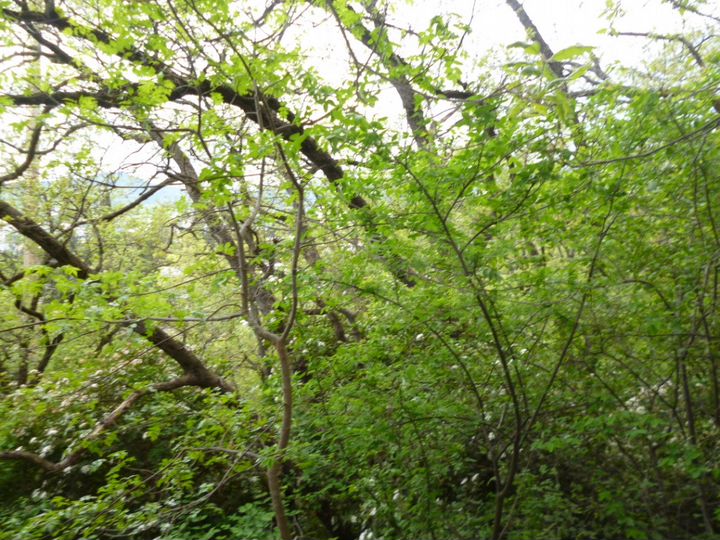 Участок 8 сот. (ИЖС)