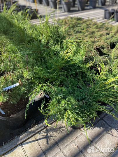 Можжевельник Грин карпет. Блу карпет и другие