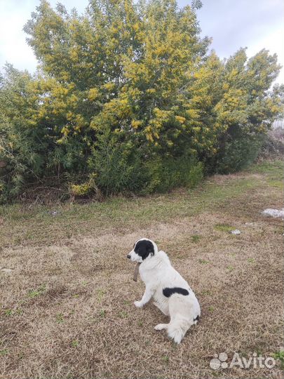 Отдам в добрые руки