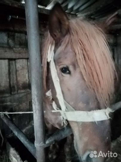 Жеребц, Кобыла