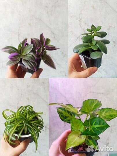 Хлорофитум кудрявый, традесканция, крассула, синг