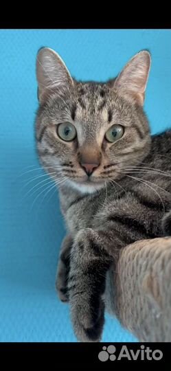 Джейсон (кот, котёнок, 9 месяцев)