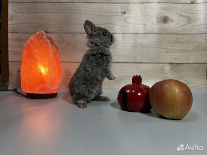 Карликовый кролик