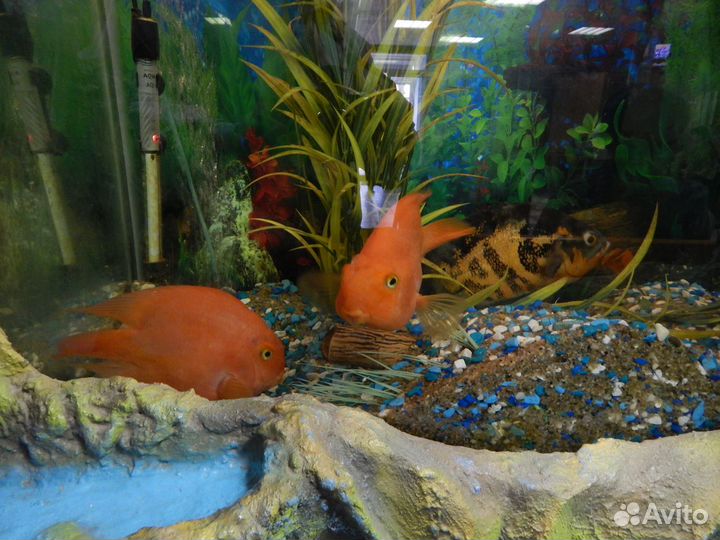 Аквариумы на заказ. ремонт