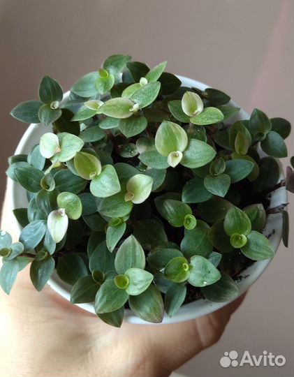 Каллизия Repens Kribo