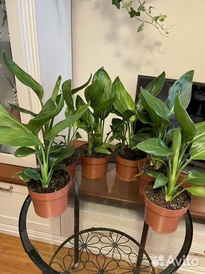 Стрелиция Королевская (Reginae)