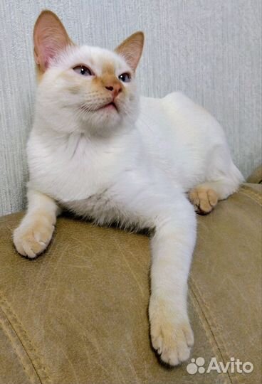 Тайский кот вязка
