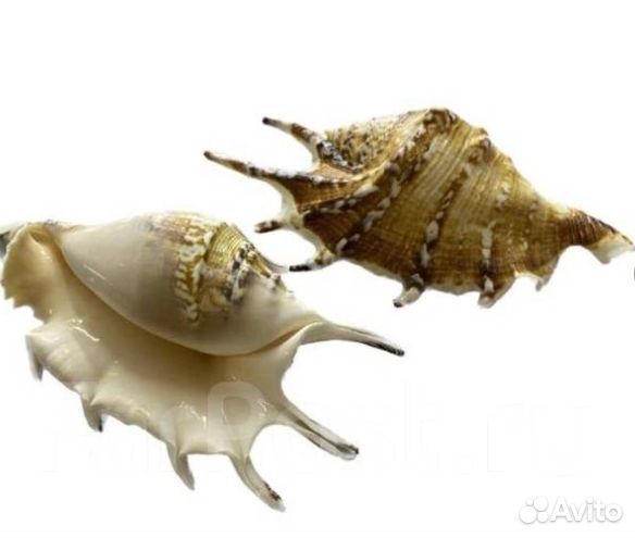 Морские ракушки и раковины