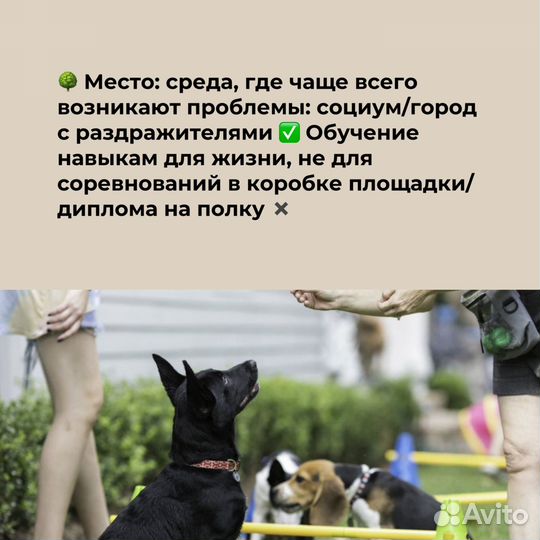 Кинолог, дрессировка: мини-группа для щенков