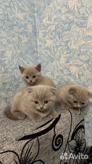 Британские котята