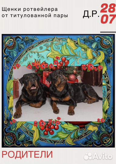 Ротвейлер щенки