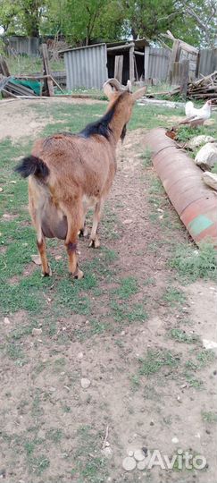 Коза дойная альпийская