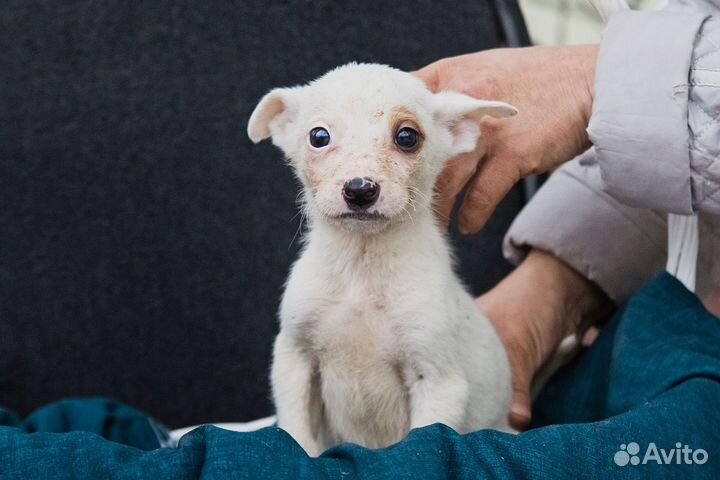 В добрые руки