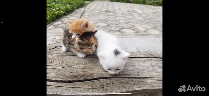 Котята