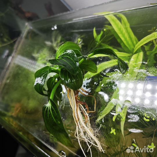 Аквариумные растения