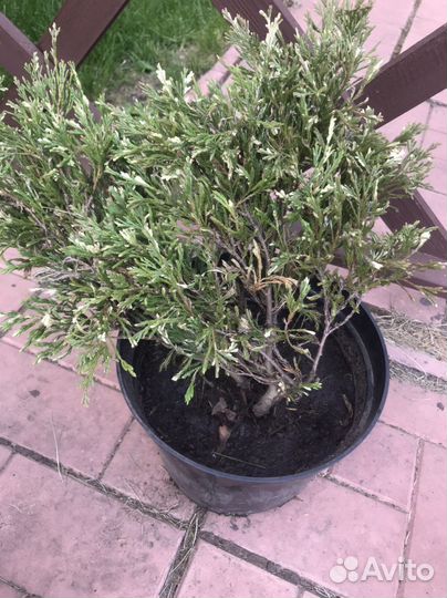 Моживельник андора