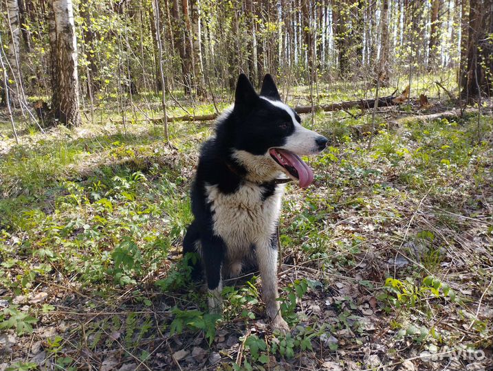 Лайка кабель вязка