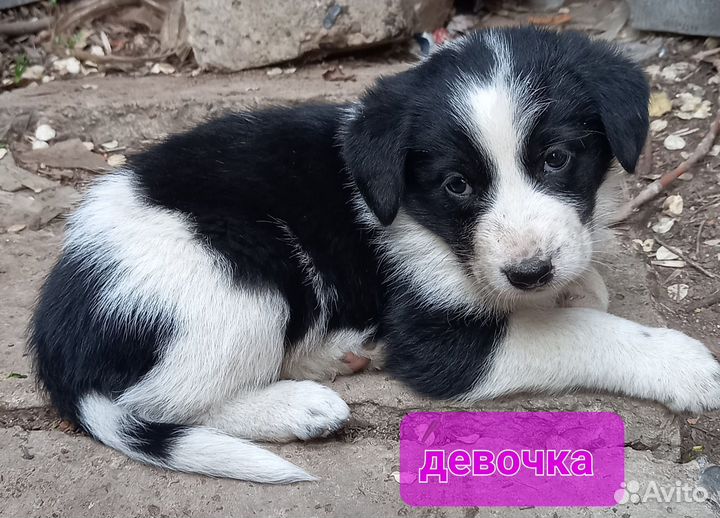 Щенки-симпотяги)