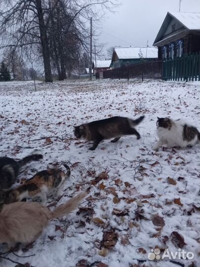 Котята в добрые руки