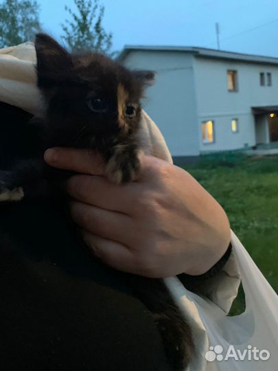 Малышка-трехцветка, котёнок