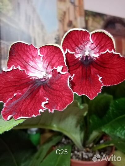 Стрептокарпусы и глоксинии