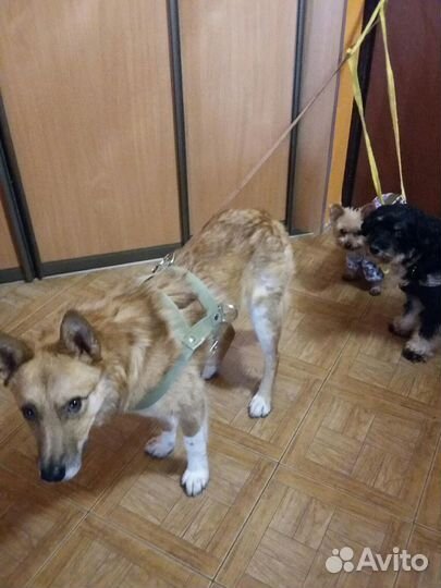 Собаки бесплатно в добрые руки