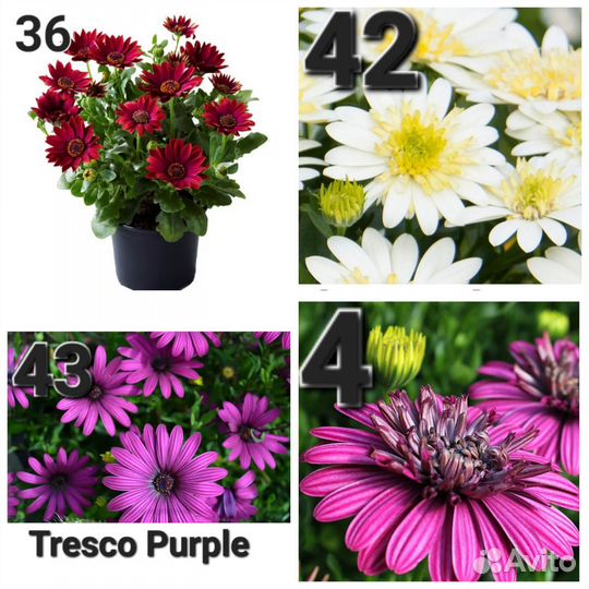 Остеоспермум