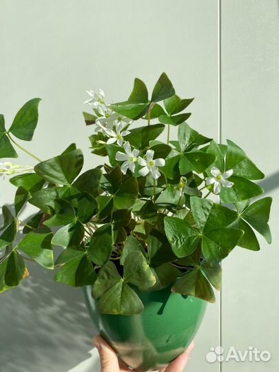 Кислица мотыльковая зеленая