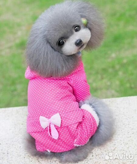 Комбинезон на мини собачку
