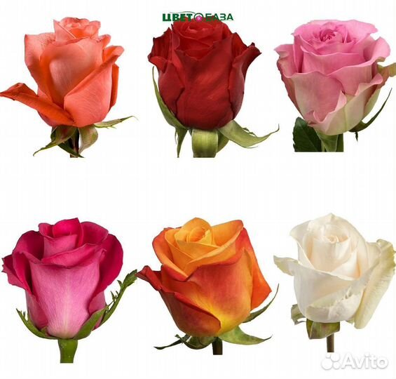 Розы сортовые Голландия кусты