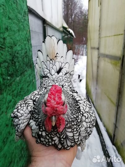 Сибрайт серебристый куры декоративные