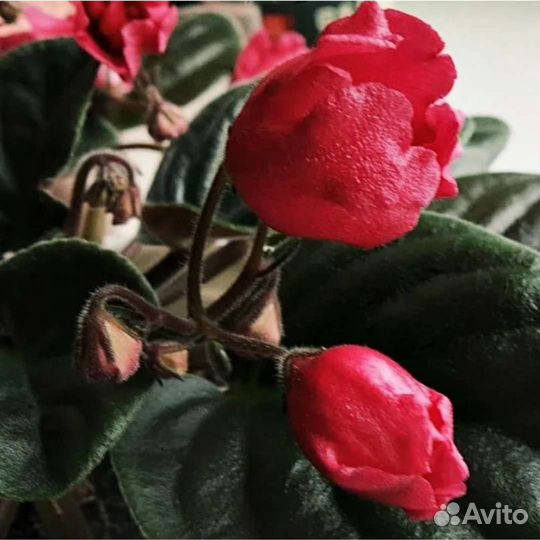 Фиалка Красный тюльпан