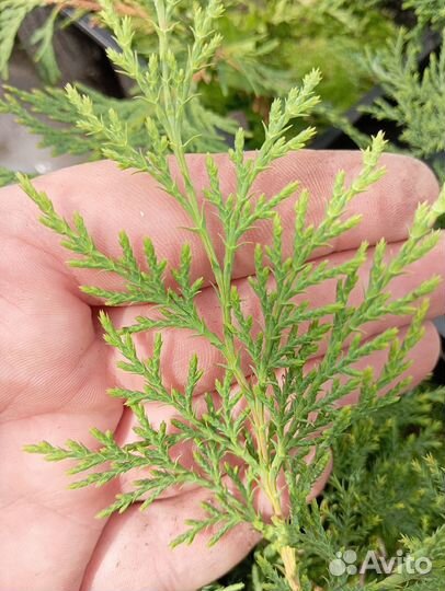 Микробиота перекрестнопарная 1 год